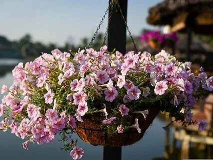 Сурфінія. Простими словами про ідеальний ампел.